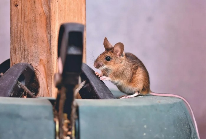 Как выгнать мышей без ловушек — этот народный способ работает лучше клея и мышеловок