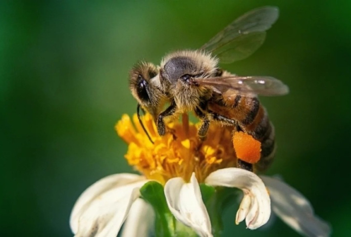 Ученые обнаружили в яде пчел натуральный ботокс