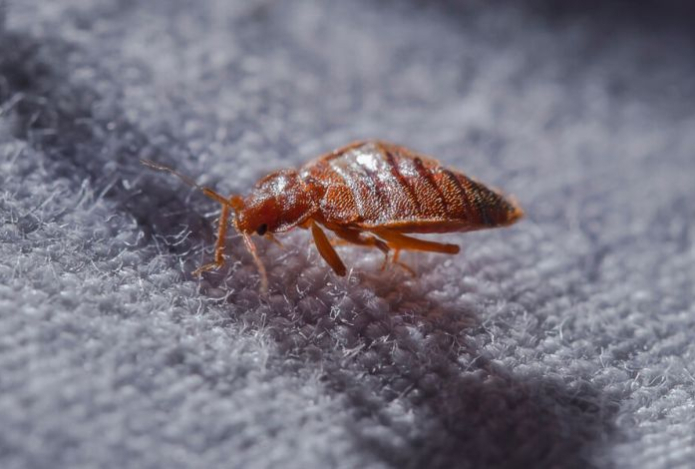 Постельных клопов научили работать криминалистами