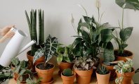Чем нельзя подкармливать комнатные растения