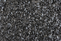 Привычка постоянно грызть семечки зубами оказалась опасной