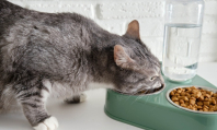 Почему опасно кормить кошку только сухим кормом
