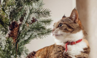 Чем опасны еловые иголки для домашних животных