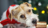 Чем нельзя кормить питомцев с новогоднего стола
