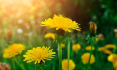 В экстракте одуванчика нашли противораковые соединения