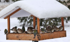 Чем и как правильно подкармливать птиц в городе зимой