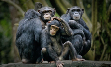 Ученых озадачило то, как мозг человека реагирует на звуки приматов