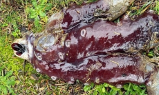 В Шотландии на популярный пляж выбросило загадочное существо с семью щупальцами