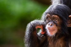 Есть ли у обезьян язык и речь