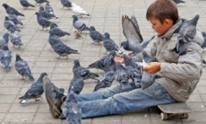 Названы новые угрозы городских птиц