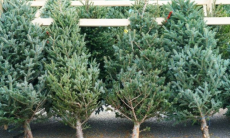 Названо неожиданное преимущество живой елки