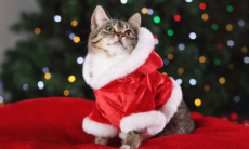 Ветеринар предупредил об опасности новогодних костюмов для кошек