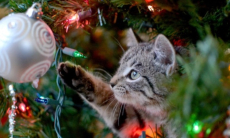 Чем может быть опасна живая новогодняя елка