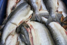 Гастроэнтеролог назвала самый нежирный сорт красной рыбы