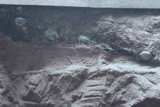 Палеонтологи нашли и вскрыли яйца динозавров — внутри оказалось неожиданное