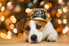 Как подготовить питомца к новогодним праздникам