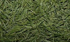 Может ли быть аллергия на хвою?