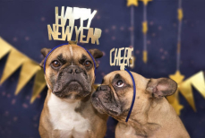 Названа популярная новогодняя песня, которую собаки просто ненавидят