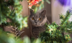 Как приучить питомца не бояться гостей