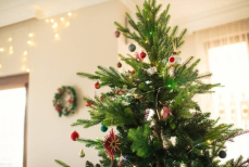 Названы три главные опасности живой ёлки дома