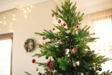 Названы три главные опасности живой ёлки дома