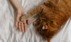 Простой способ достигнуть взаимопонимания с кошкой