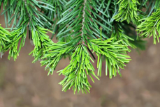 Можно ли есть новогоднюю елку