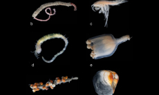 Ледяное образование в Гренландии оказалось оазисом жизни