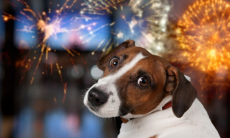 Как помочь питомцу пережить стресс от взрыва пиротехники