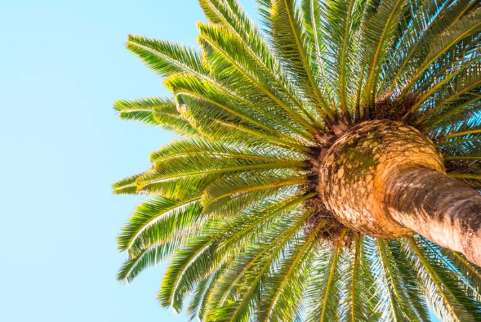 Почему финики подходят не каждому — правила употребления и противопоказания