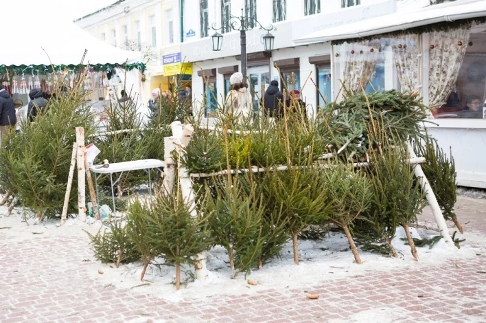 Какие елки позитивно влияют на здоровье и избавляют от стресса