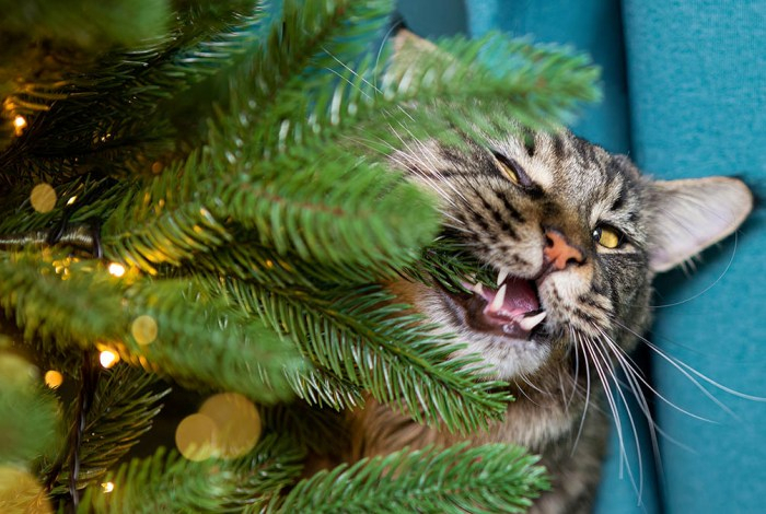 Какие новогодние игрушки опасны для домашних животных