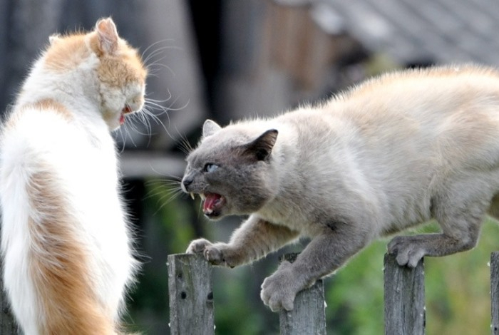Загадочная перепалка — зачем коты кричат, прежде чем начать бой