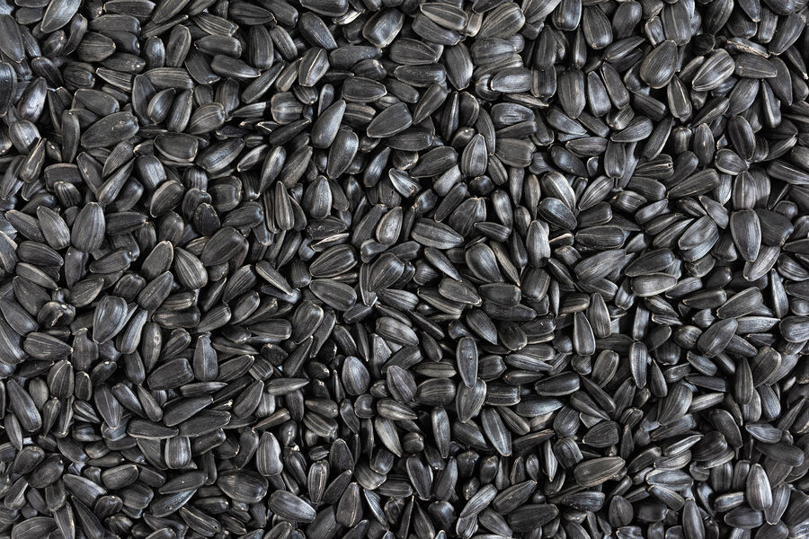 Привычка постоянно грызть семечки зубами оказалась опасной