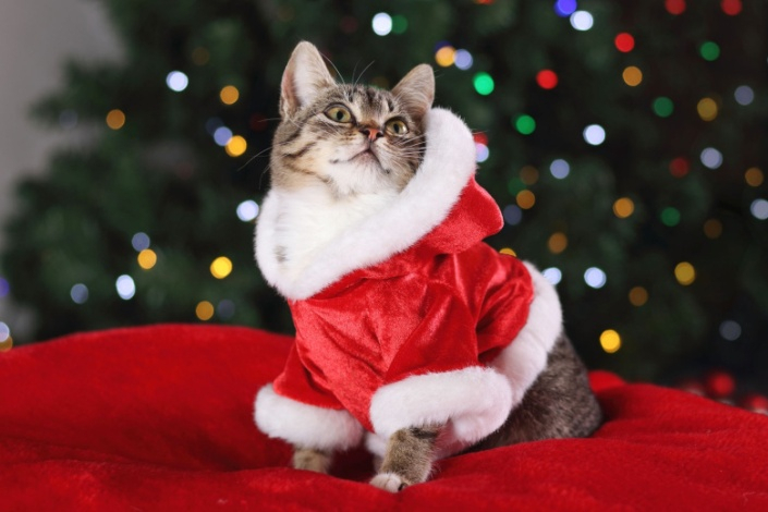 Ветеринар предупредил об опасности новогодних костюмов для кошек