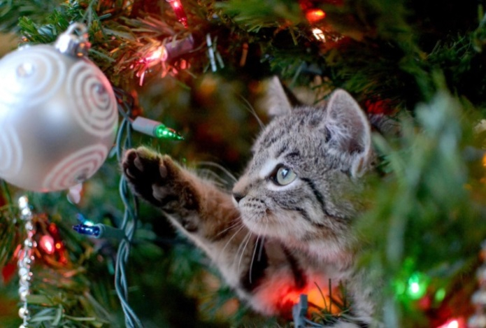 Чем может быть опасна живая новогодняя елка