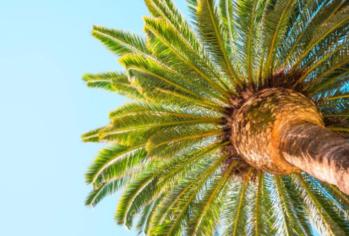 Почему финики подходят не каждому — правила употребления и противопоказания