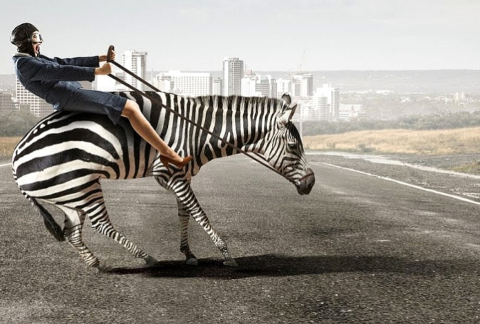 Почему верхом на зебрах не ездят — простое объяснение