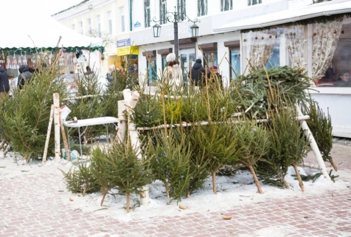 Какие елки позитивно влияют на здоровье и избавляют от стресса