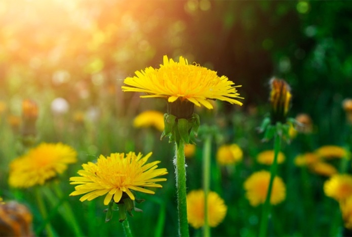 В экстракте одуванчика нашли противораковые соединения