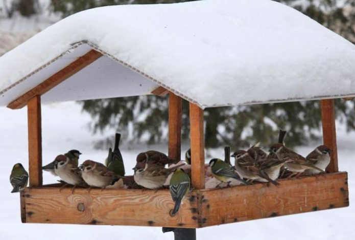 Чем и как правильно подкармливать птиц в городе зимой