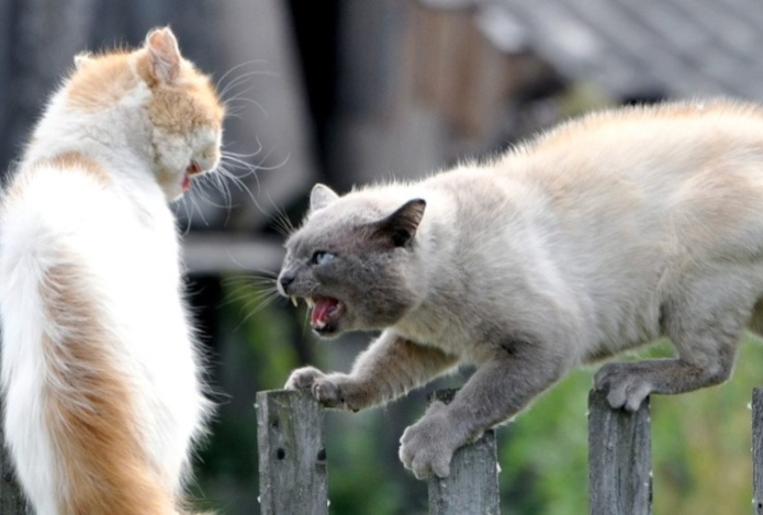 Загадочная перепалка — зачем коты кричат, прежде чем начать бой