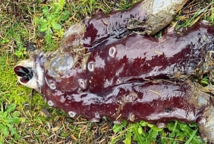 В Шотландии на популярный пляж выбросило загадочное существо с семью щупальцами