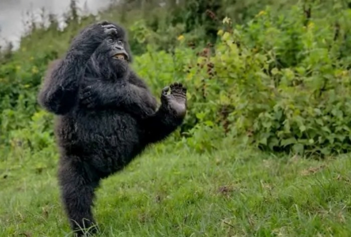 Выбрана самая смешная фотография дикой природы 2025 года