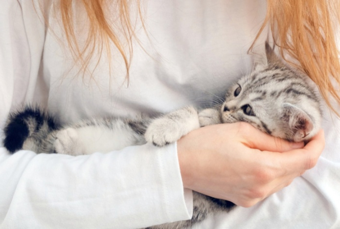 Как воспитать даже дикого котенка ласковым другом