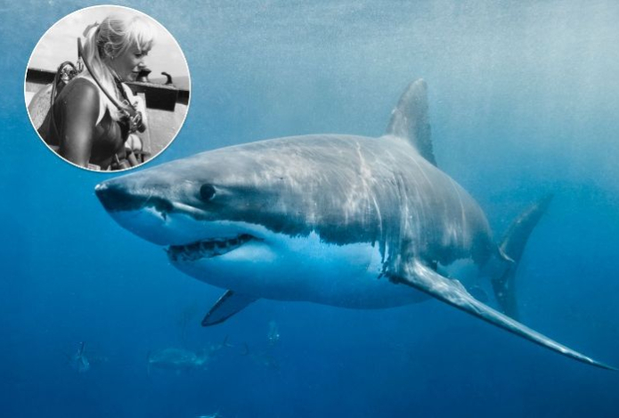 Кормила белых акул с рук и вместе с ними охотилась. Удивительная история дайвера