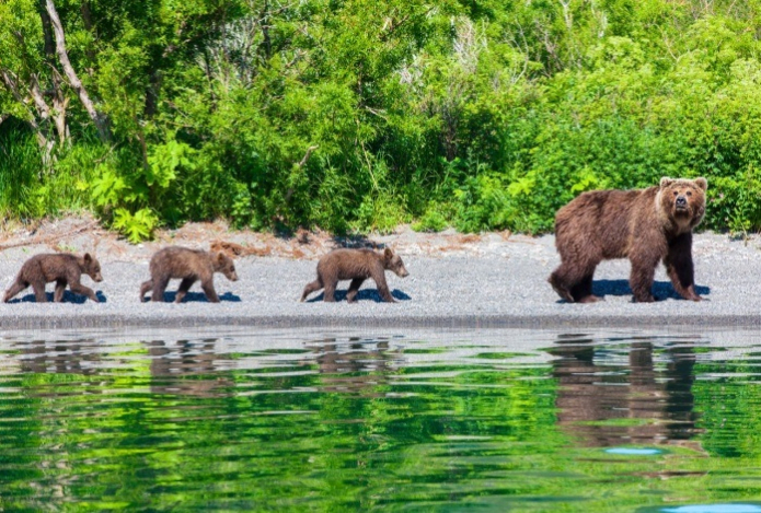 Ученых удивило влияние человека на эволюцию медведей