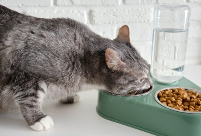 Почему опасно кормить кошку только сухим кормом