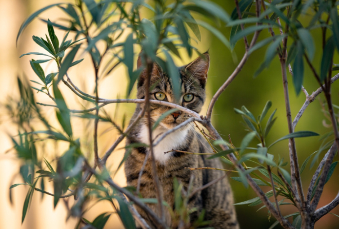 Какие комнатные растения особо опасны для кошек