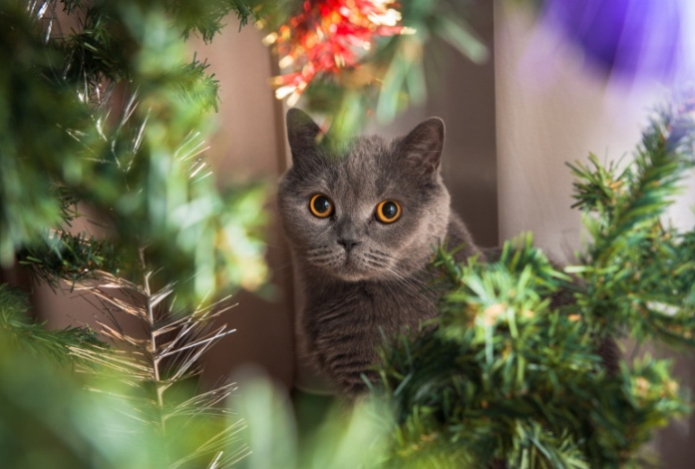 Какие проблемы развиваются у кошек из-за фейерверков